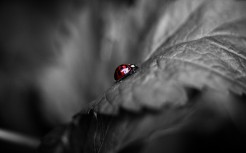 Colored-Ladybug